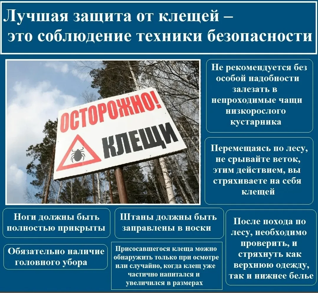 Клещи — паукообразные, относящиеся к классу Arachnida. Этим существам более 90 миллионо...