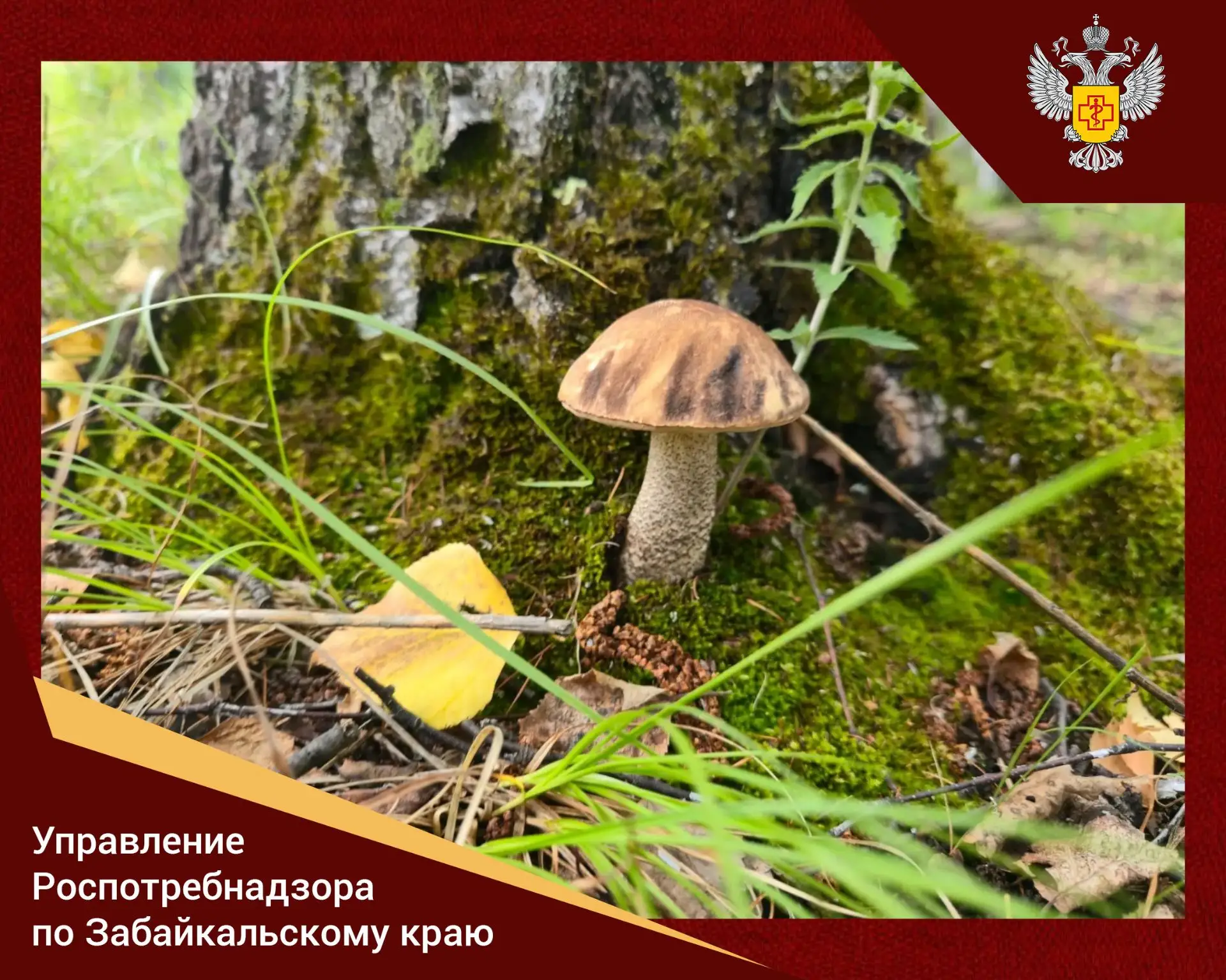 🍄 Чтобы «тихая охота» не обернулась отравлением