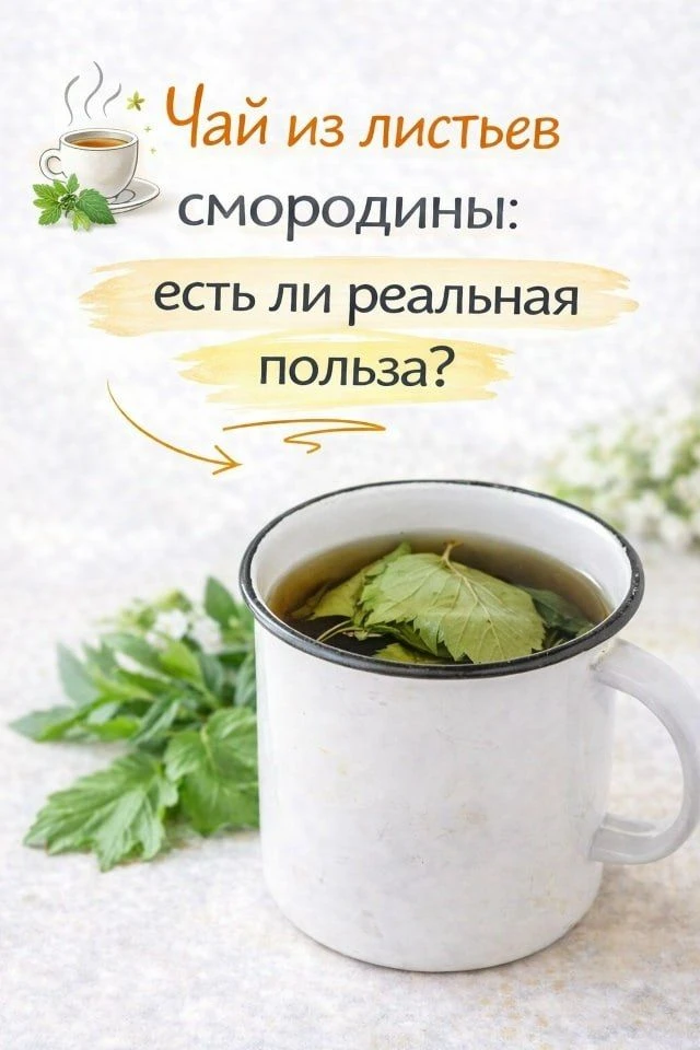 Чай из листьев смородины: есть ли реальная польза?