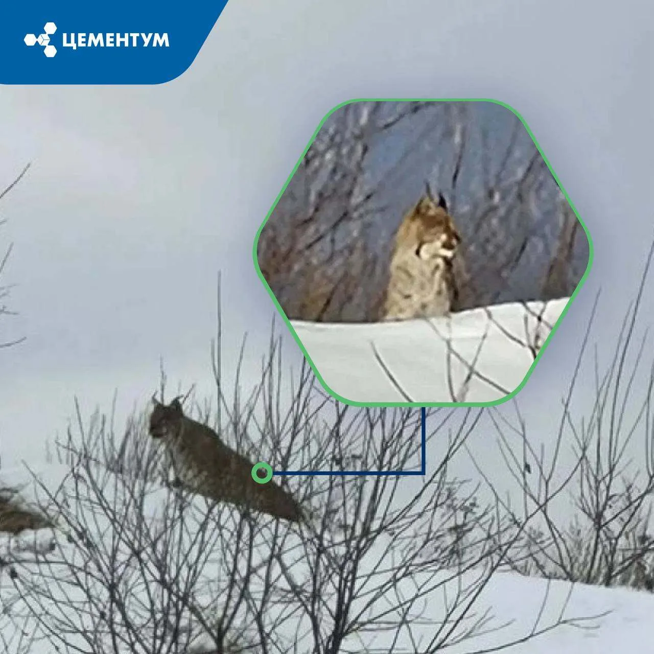 На Борщевском карьере заметили рысь 🐾
