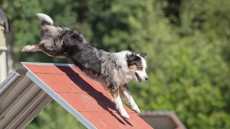 🐕 Бесплатные занятия с кинологами пройдут в лесопарке «Спутник» 12 сентября!