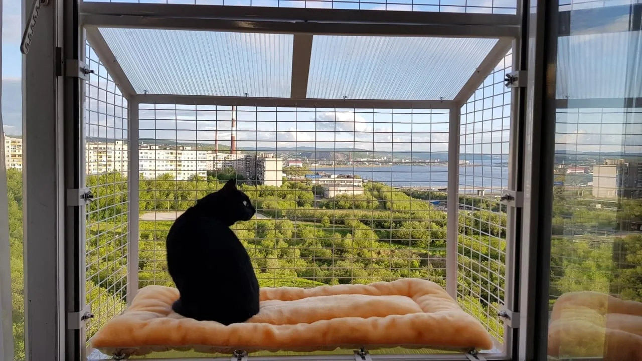 А какой вид у вашего кота из окна? 😺