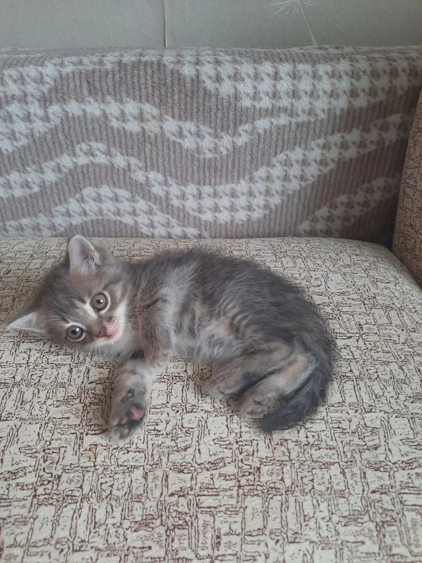 Отдам котят в добрые руки,кушают все к лотку приучины, 2 мальчик