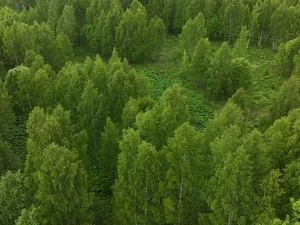 Обещанного ждали три года, затем суд решил вопрос в пользу заброшенных земель