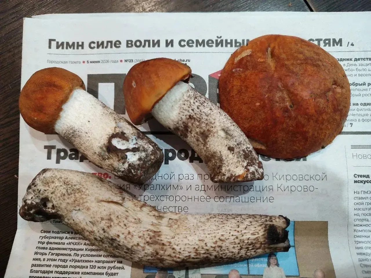 🍄 В Кировской области стартовал грибной сезон

Первые грибы уже пошли. В Кирово-Чепецком районе нах