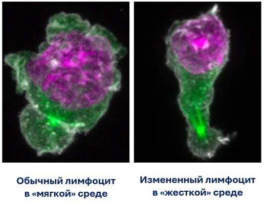 НОВОЕ НАУЧНОЕ ОТКРЫТИЕ: КЛЕТКИ ИММУННОЙ СИСТЕМЫ – ЛИМФОЦИТЫ, ОБЛАДАЮТ МОЛЕКУЛЯРНЫМ «ОСЯ...