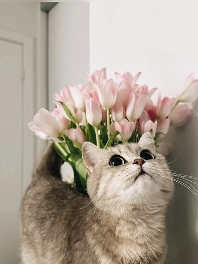 Цветы + котики = очень красиво, но есть нюанс 🐈💐