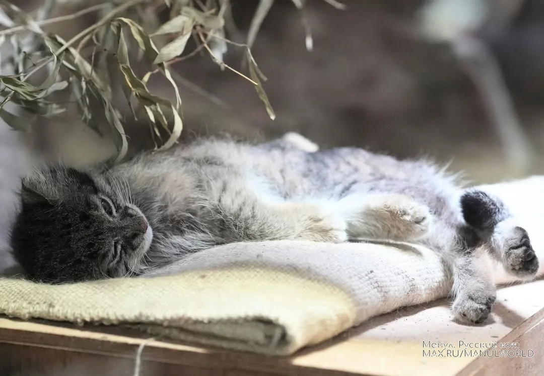Клён
 14.06.2026📷️
 🐱

Манул.Русский кот©️