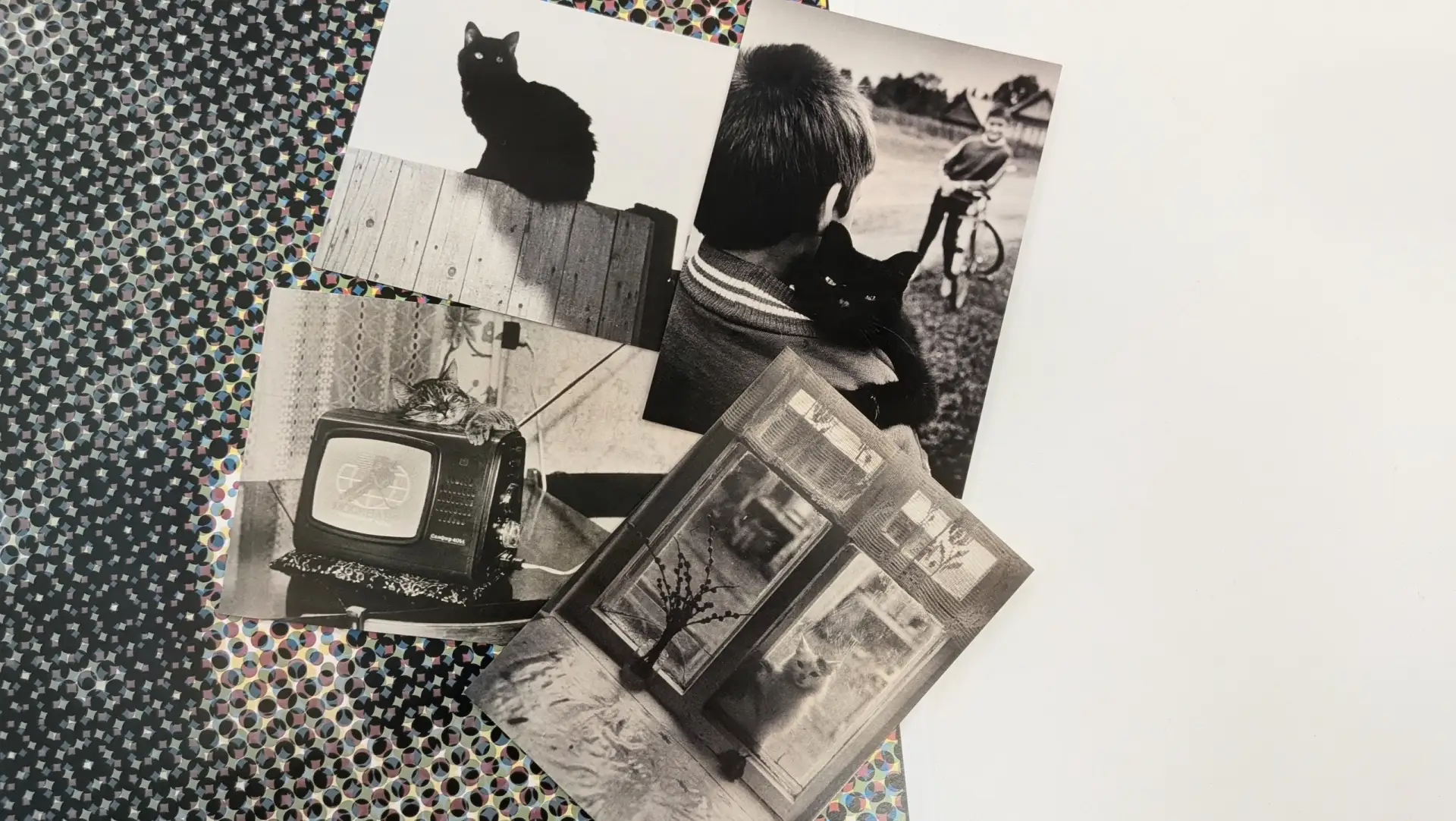 Открытки с музейными котами — уже в РОСФОТО 🐱📮