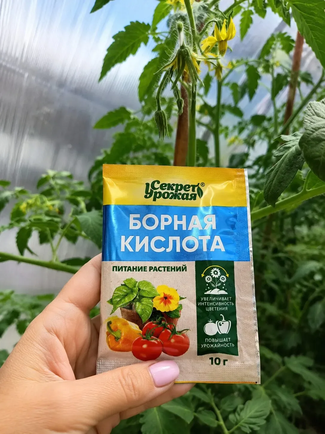 Пришло время борной кислоты! Как правильно применять её на томатах?

Многие дачники используют борну