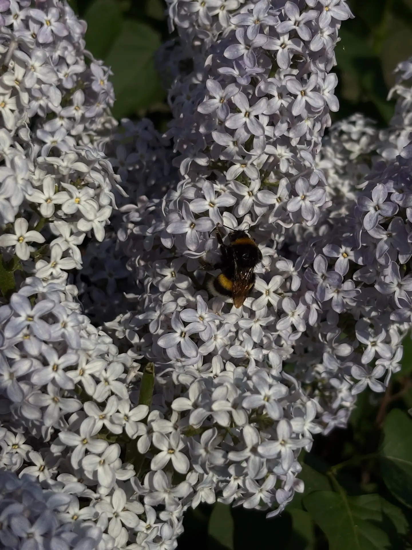 🐝 Что делать, если вас ужалила пчела или оса?