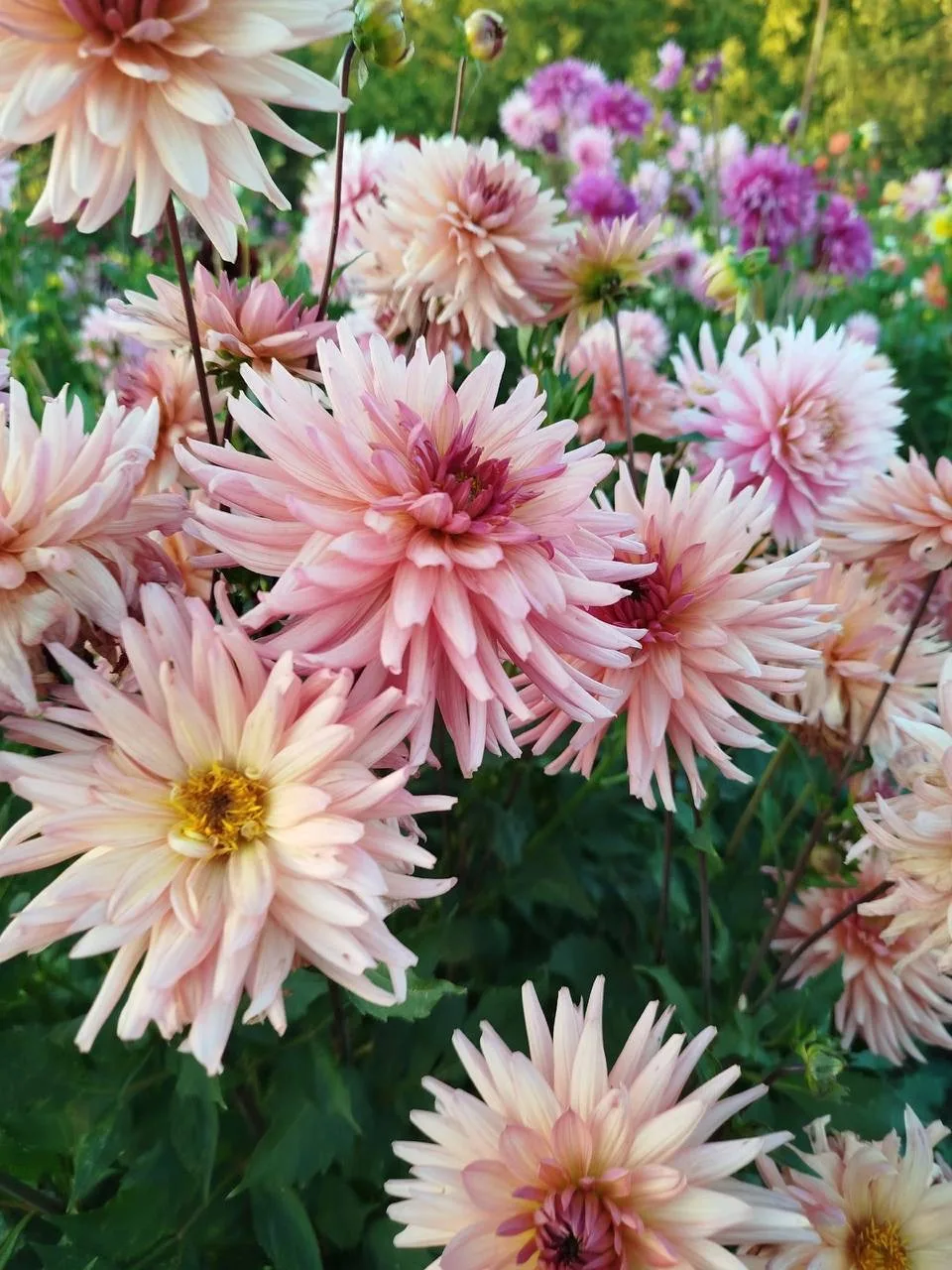 🌸🌸🌸