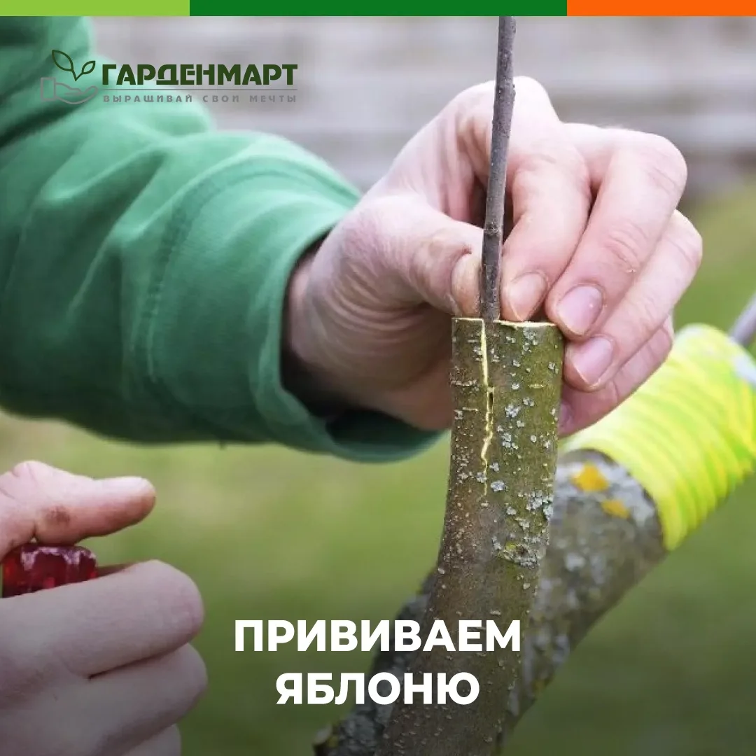 🍏 Прививаем яблоню летом. Простая техника окулировки

Друзья, не успели привить яблони весной? Сд