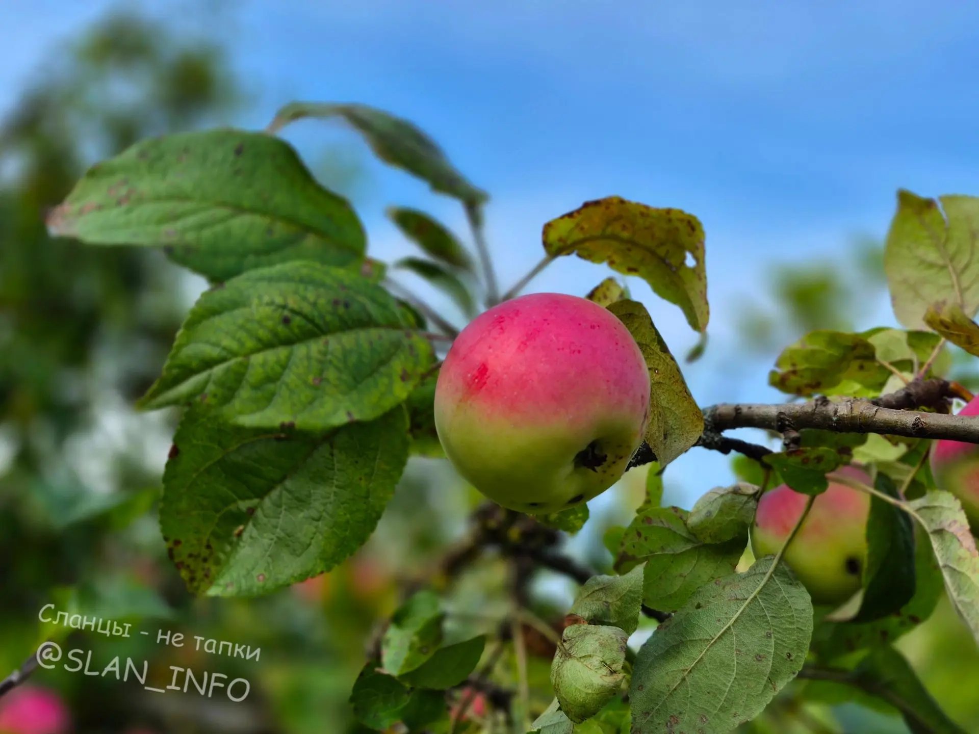 Яблочный 🍎😊🍏 спас.