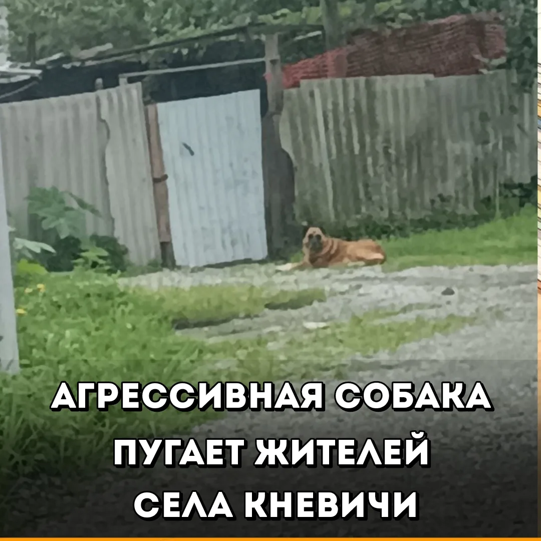 Сегодня утром в селе Кневичи, на территории АГО, у дома №9 по улице Центральные Кневичи заметили кру