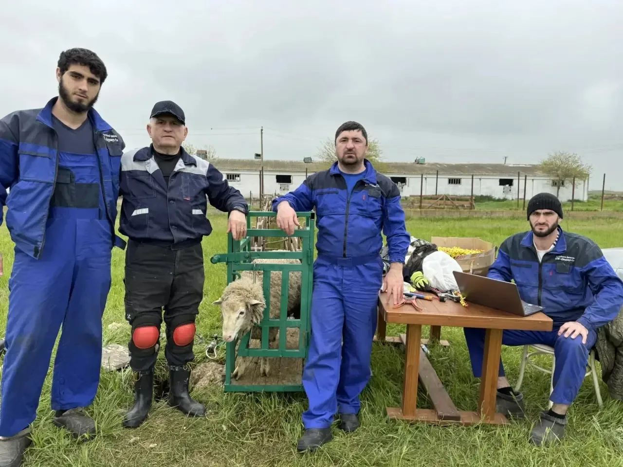 С наступлением весны в сельскохозяйственных овцеводческих организациях начинается важны...