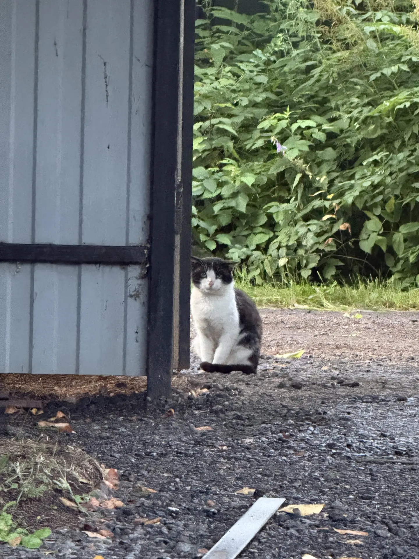 Котик пришел на ужин