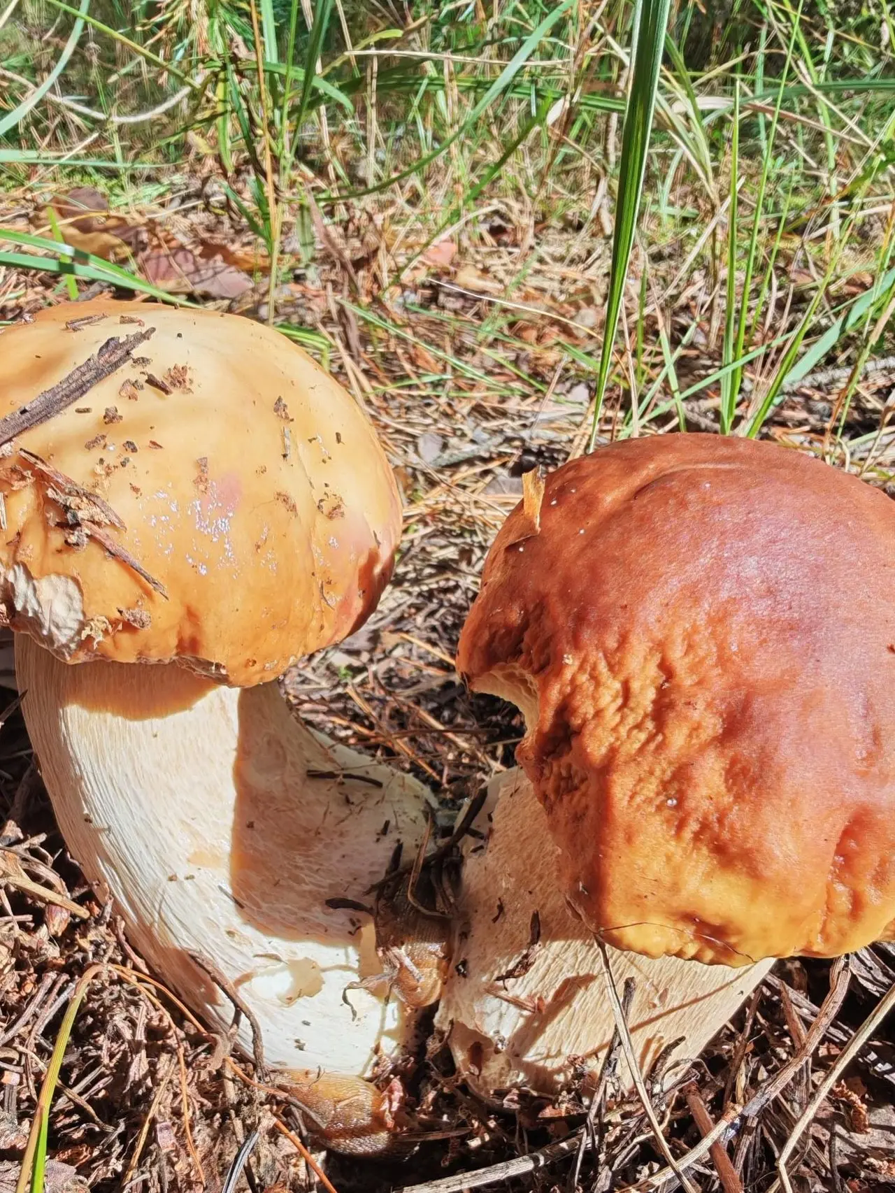 Спас-Клепики 🍄‍🟫