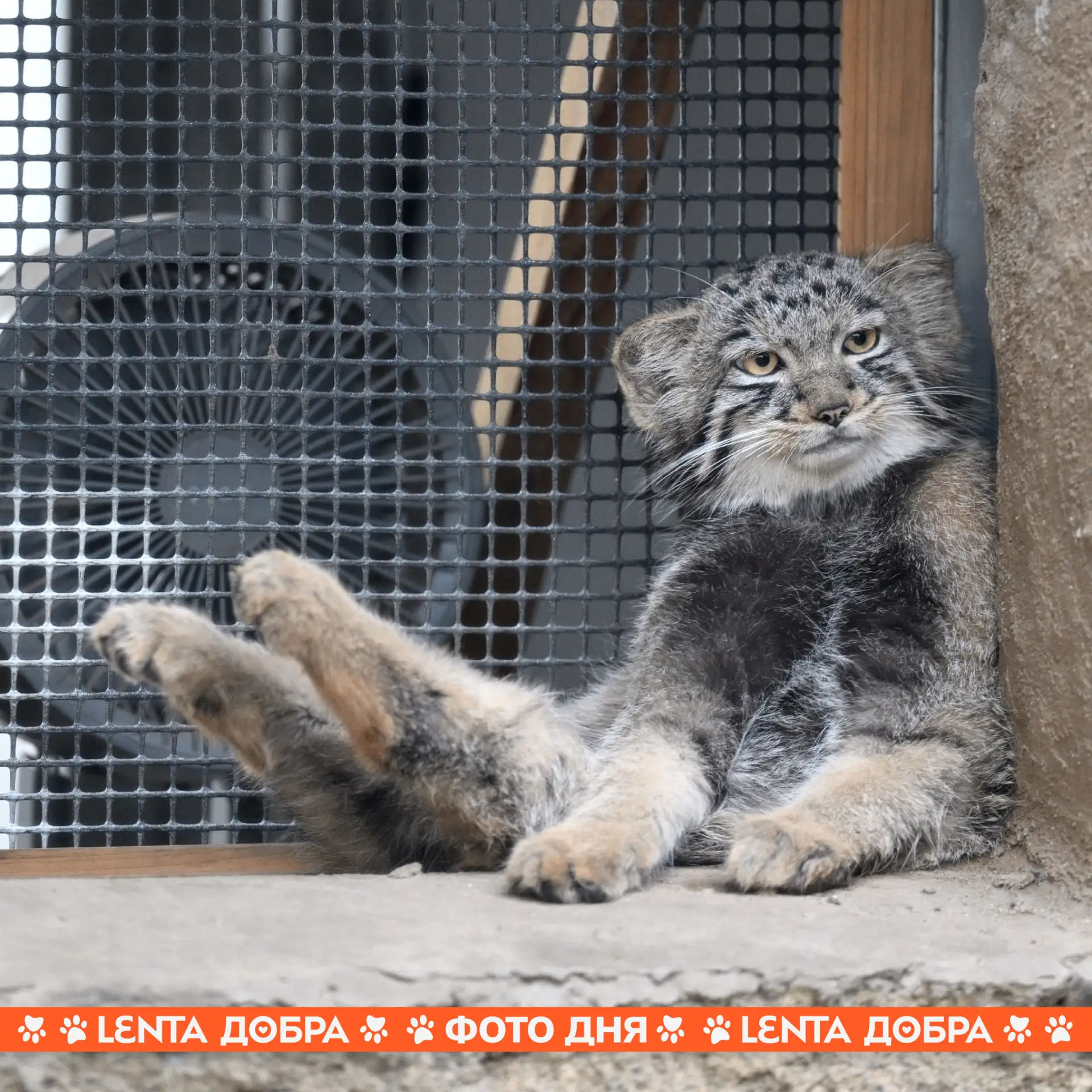 💃 Фото дня: Ножкой хоба!
