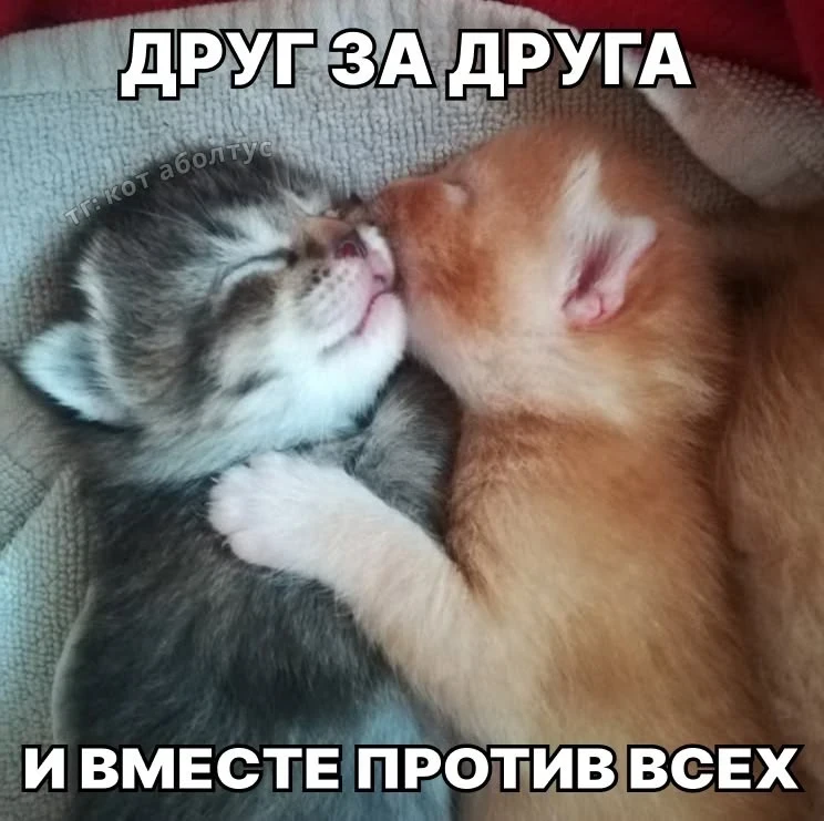Девчачьи мемы 👑