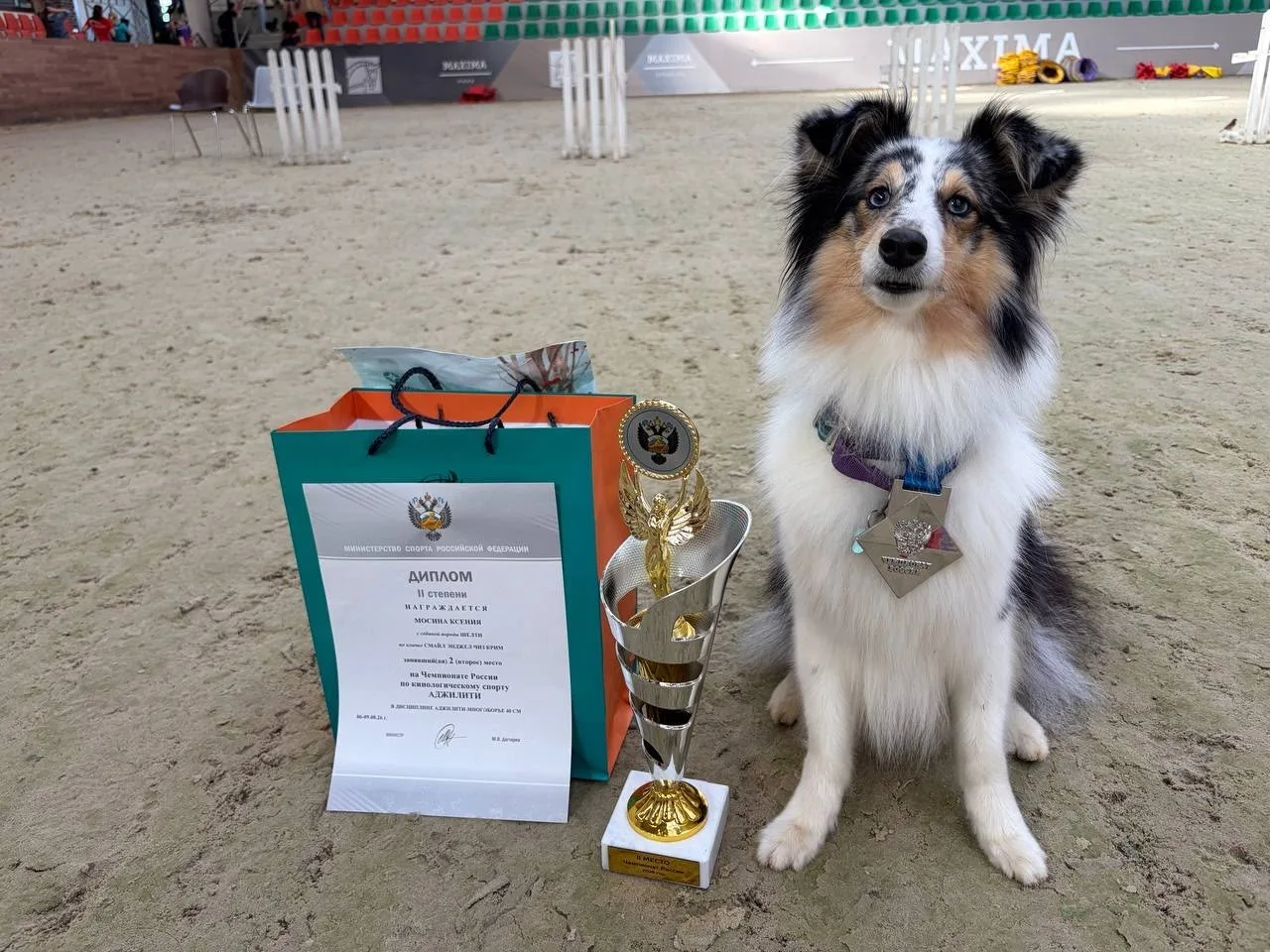 🐕🥈 Серебро чемпионата России по кинологическому спорту — у Ксении Мосиной и шелти Сэды!