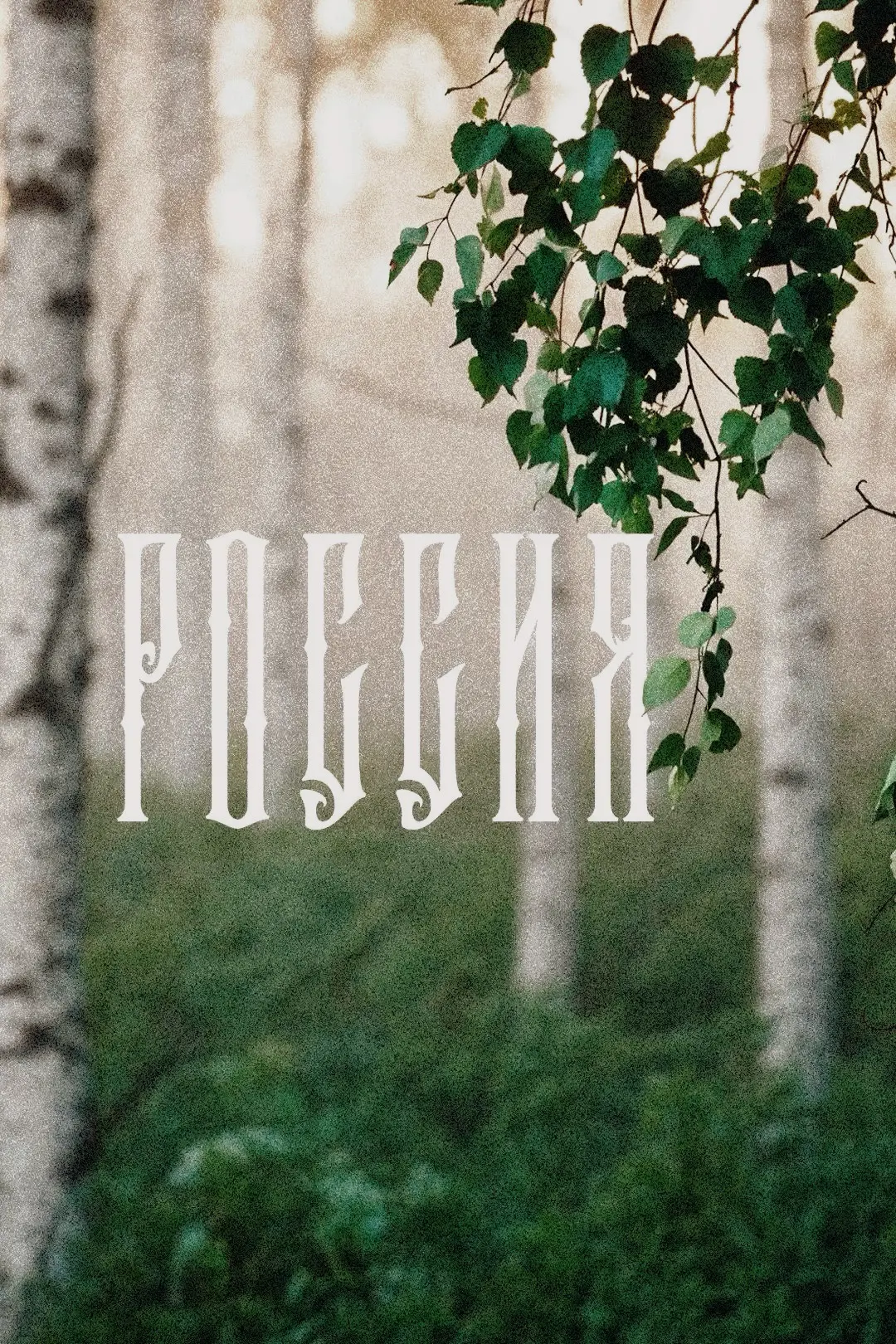 🌿 Почему именно берёза стала символом России?