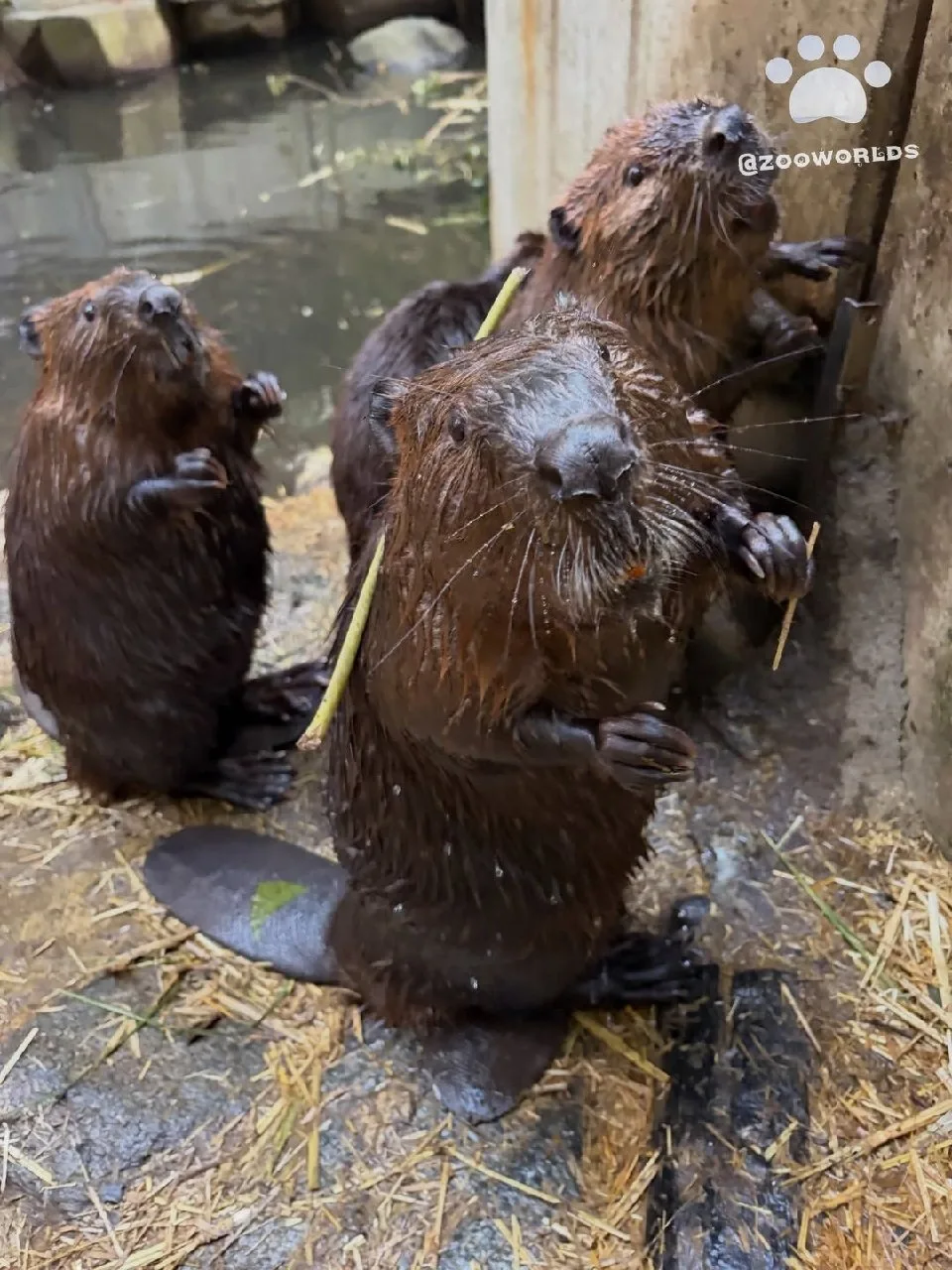 Биопарк Нагасаки (Nagasaki BIOPARK)