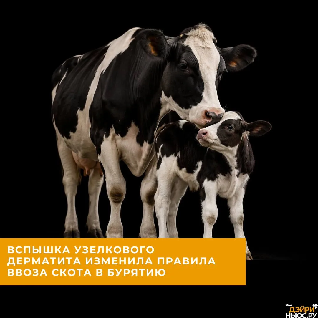 Вспышка узелкового дерматита изменила правила ввоза скота в Бурятию