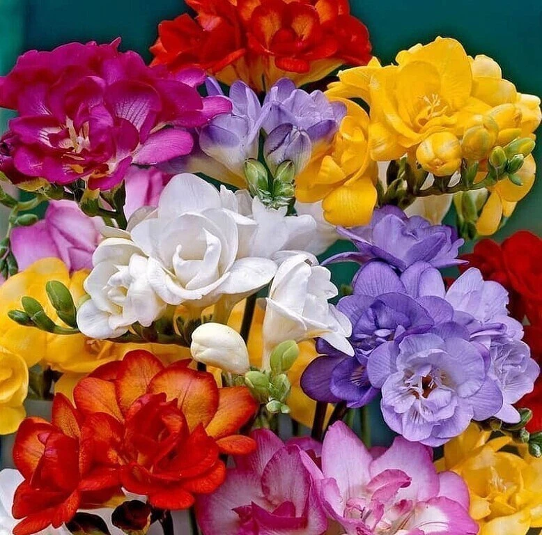 ❗️Фpeзия (Freesia)❗️ гибpиднaя, мaxpoвaя 💐