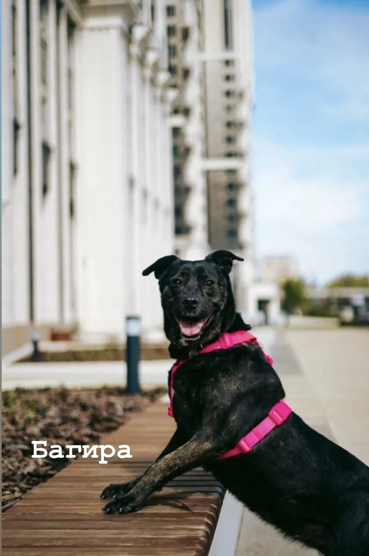🐕 Три сердца СВАО: кто ждёт тебя в приютах «Дубовая Роща», «Искра» и «Красная Сосна»