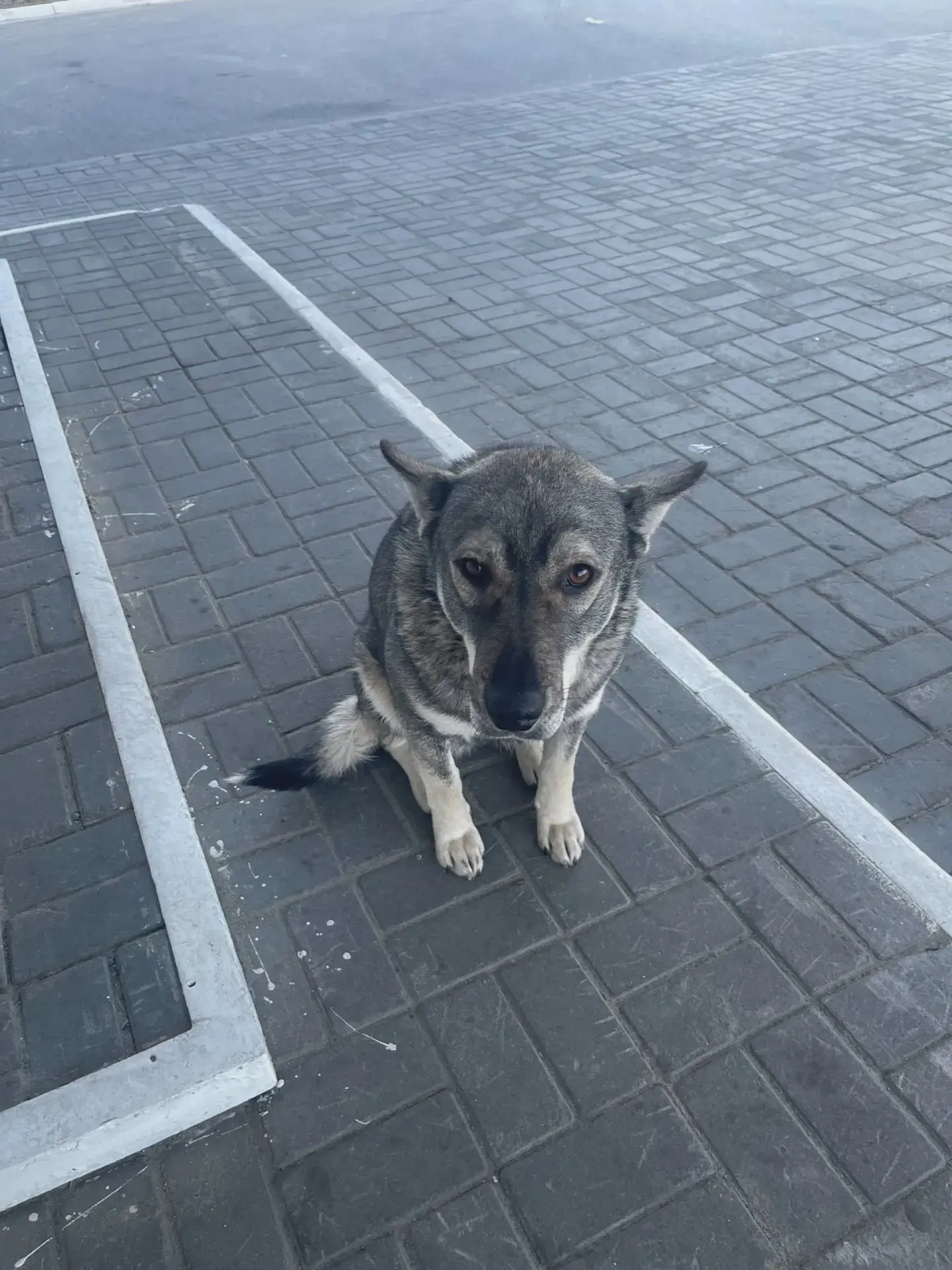 🐶 Собаке с АЗС «Газпром» нужен дом