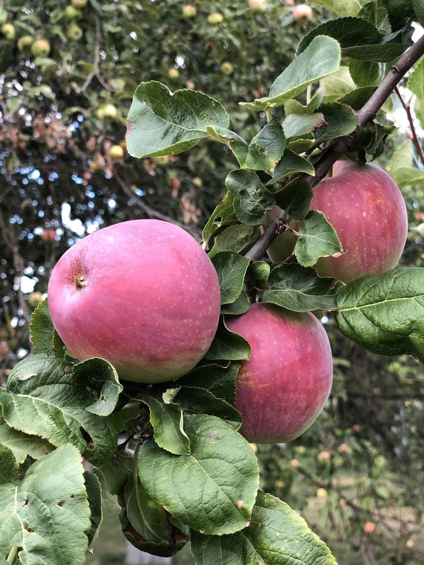 🍎 Яблочный Спас: праздник тепла, яблок и добрых традиций! 🍏