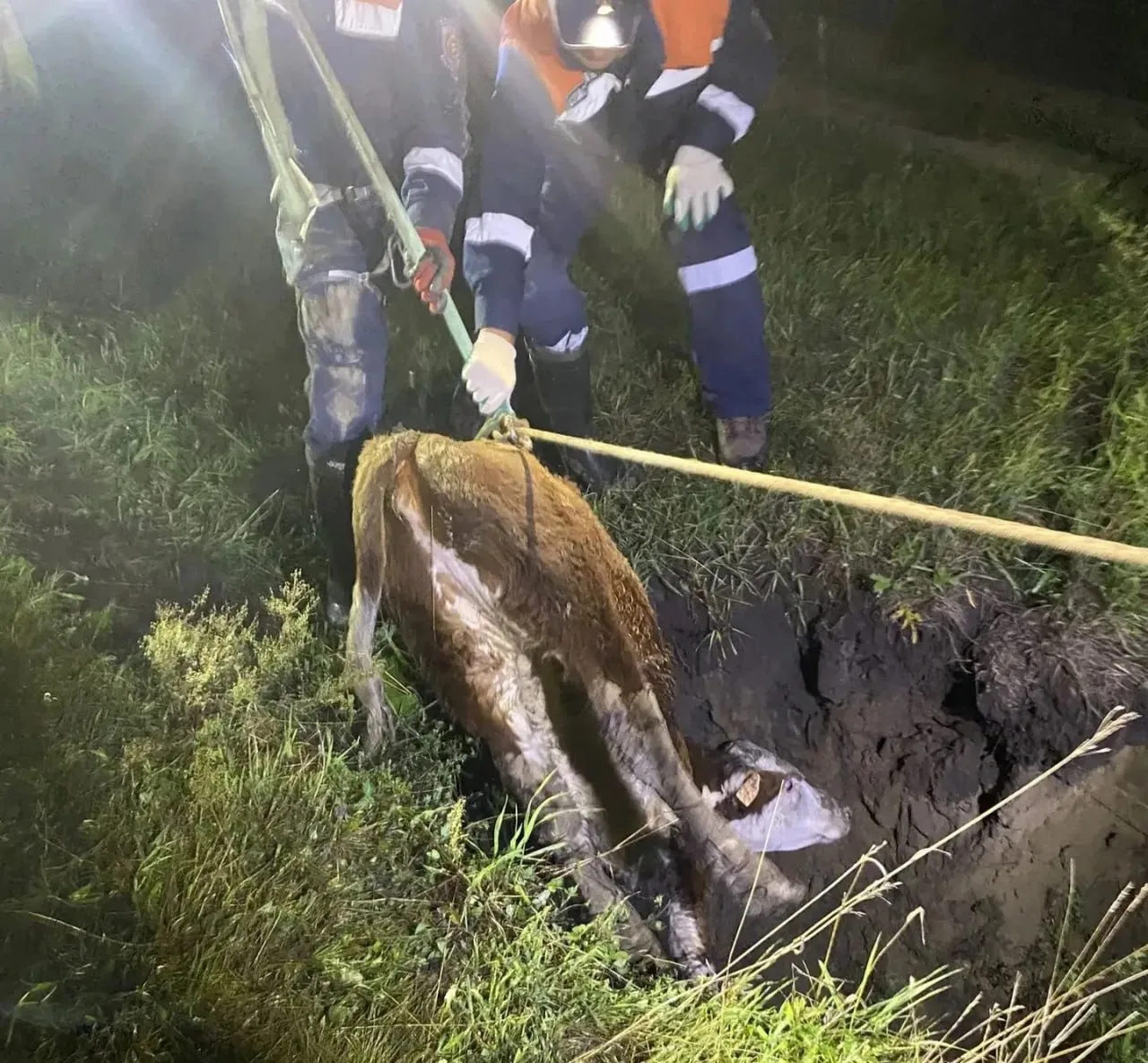🐮Телёнка, провалившегося в глубокую яму, вызволили Шушенские спасатели