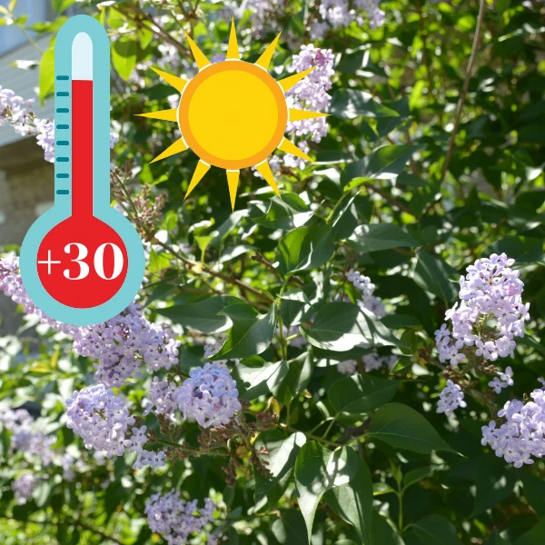 🔥 Жара +30 и выше! 🔥