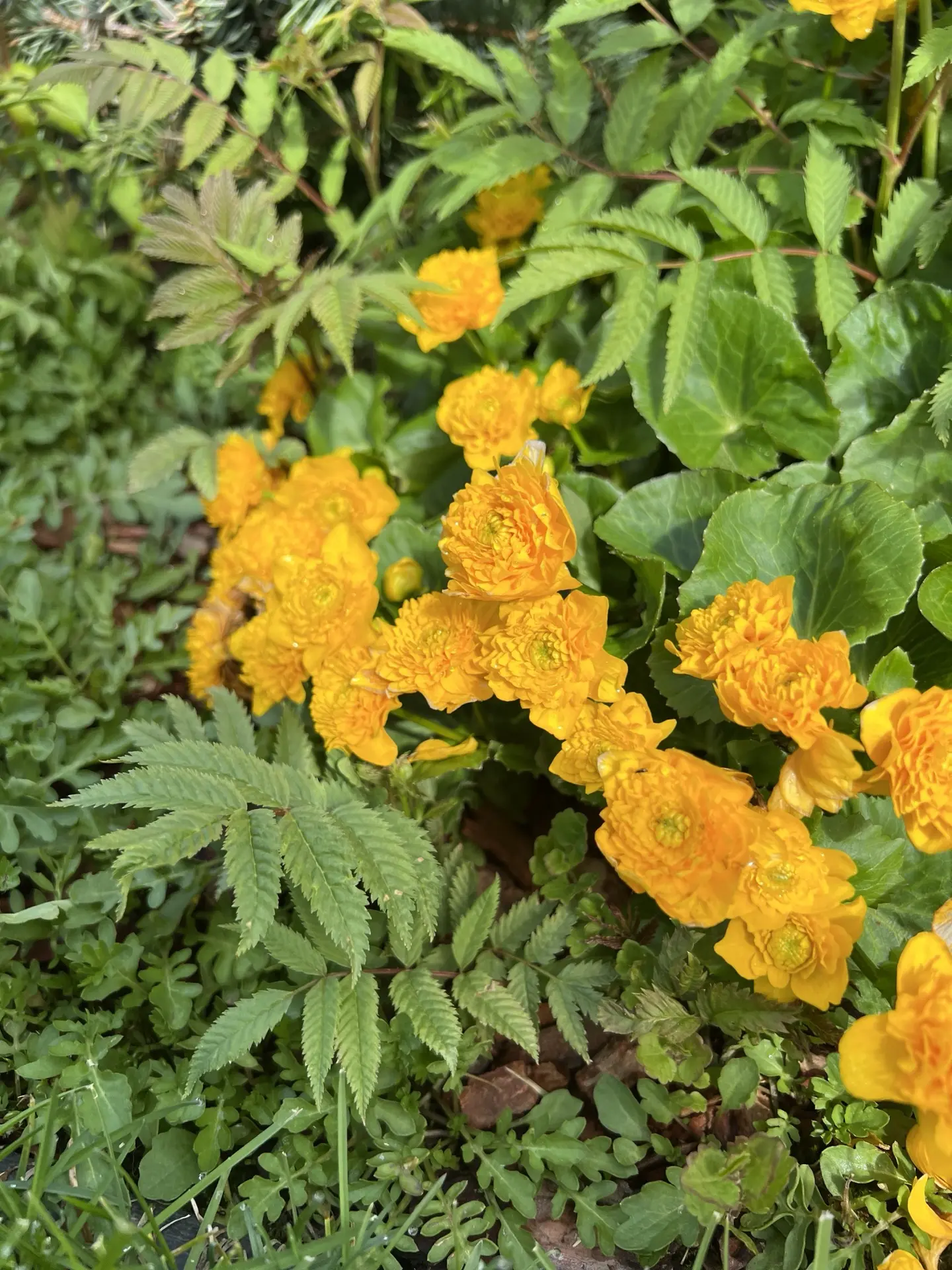 💛 Калужница болотная - дикорастущая красавица, которую можно встретить возле рек и руч...