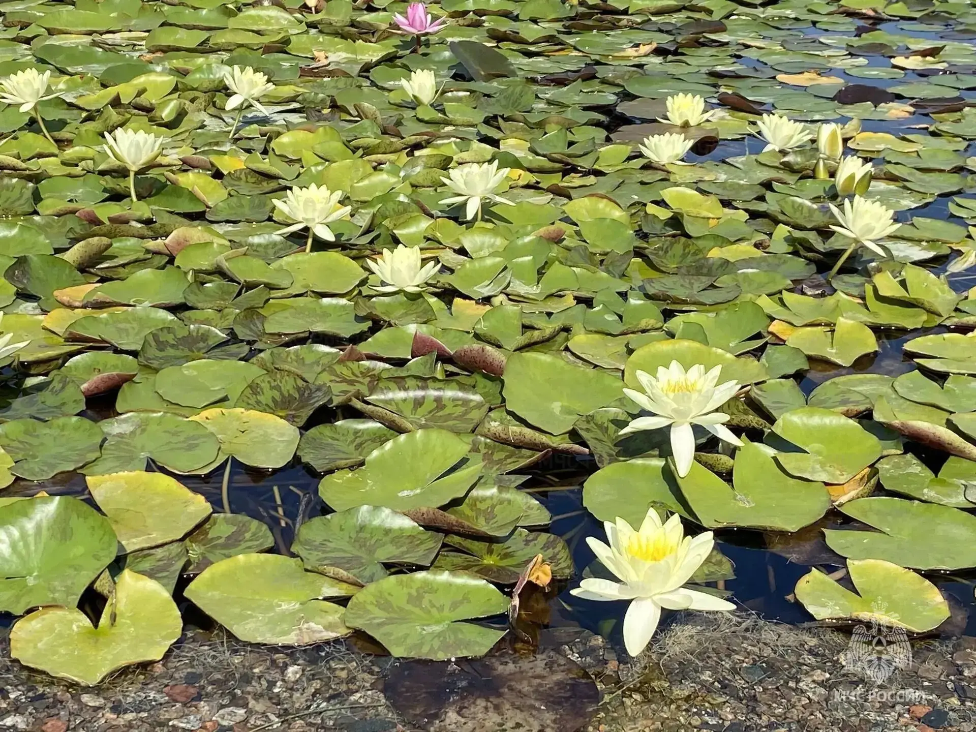 ☀️В пятницу ожидается тепло
