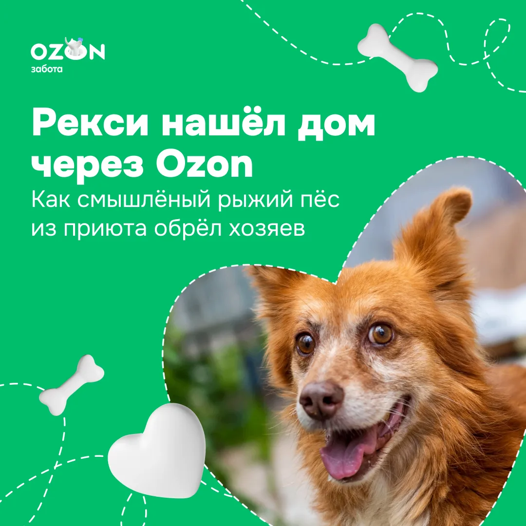 Рекси: пёс, который научился доверять и нашёл добрые руки 🐕

История пса Рекси с солнечной шёрсткой