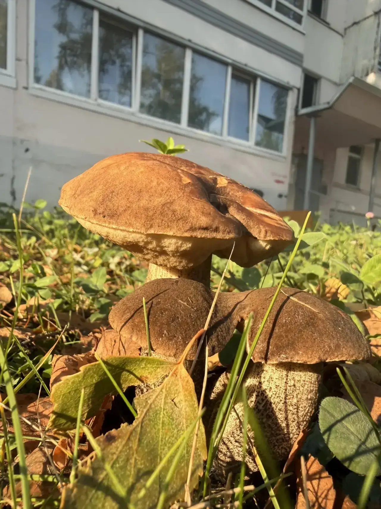 🌞 Ну что за шедевр растет во дворе 🥰