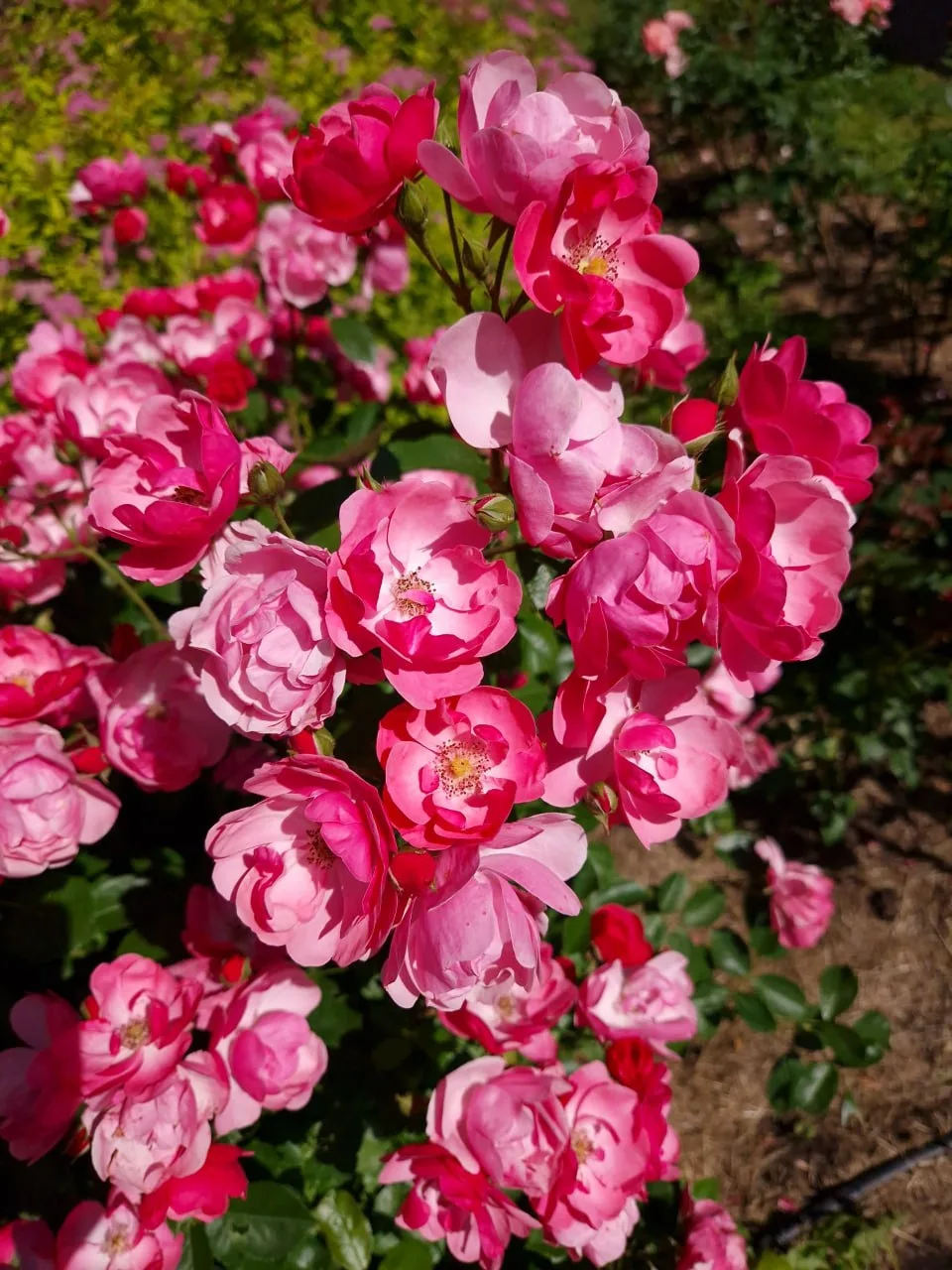 🌺Яркое лето в Сокольниках
