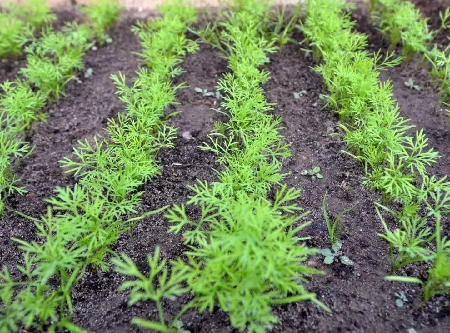 🌿 Укроп за 3 дня: бабушкин метод для июльской грядки