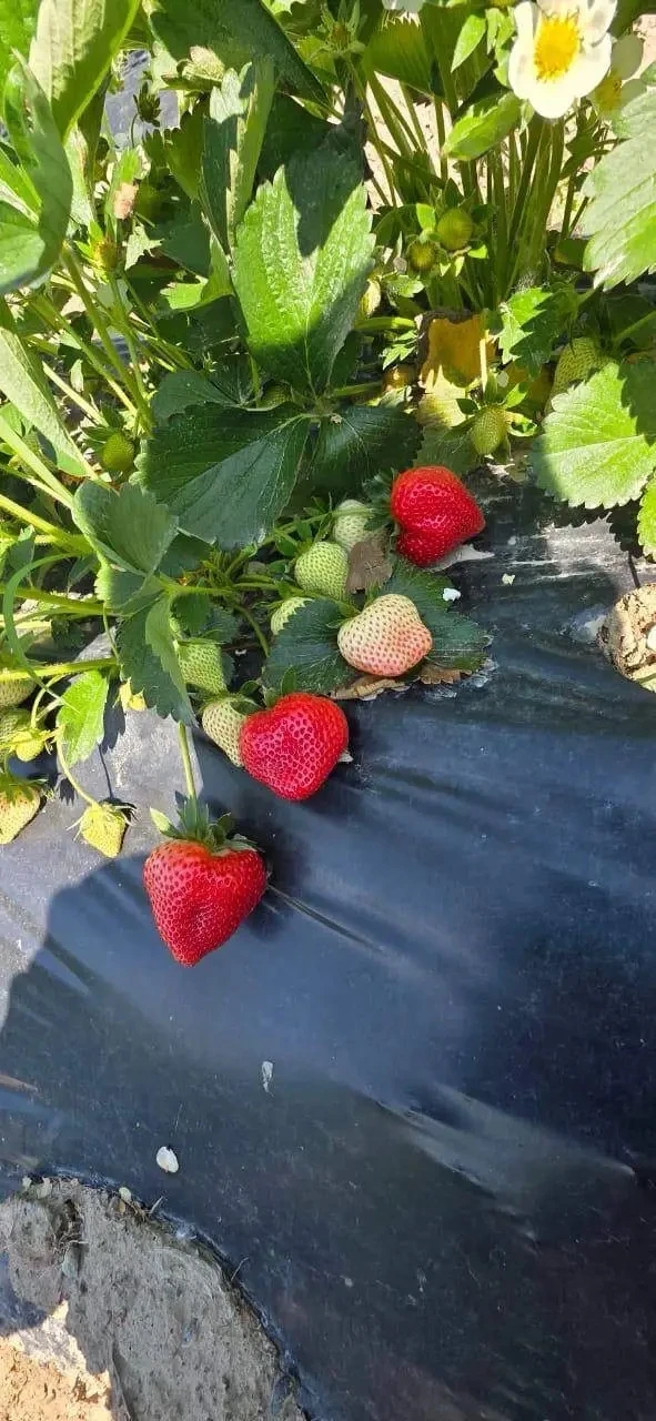 ДОБРЫЙ ДЕНЬ УВАЖАЕМЫЕ ПОКУПАТЕЛИ ! 🌞ПРИНИМАЕМ ЗАКАЗЫ НА СВЕЖУЮ СЛАДКУЮ КЛУБНИКУ 🍓 🍓 🍓 ВЫРАЩЕННУЮ ПОД