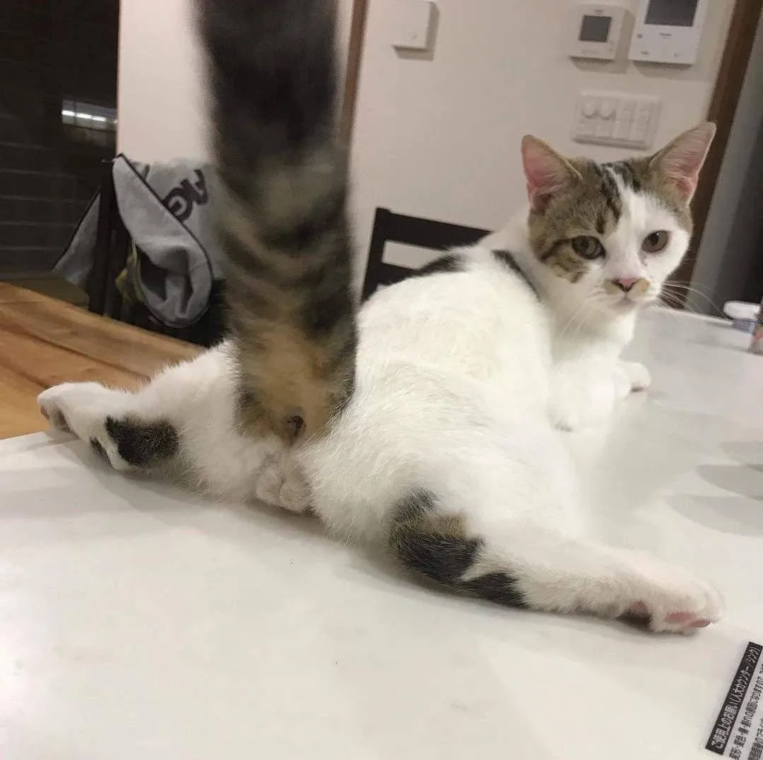 🐈 Что может рассказать хвост кота?
