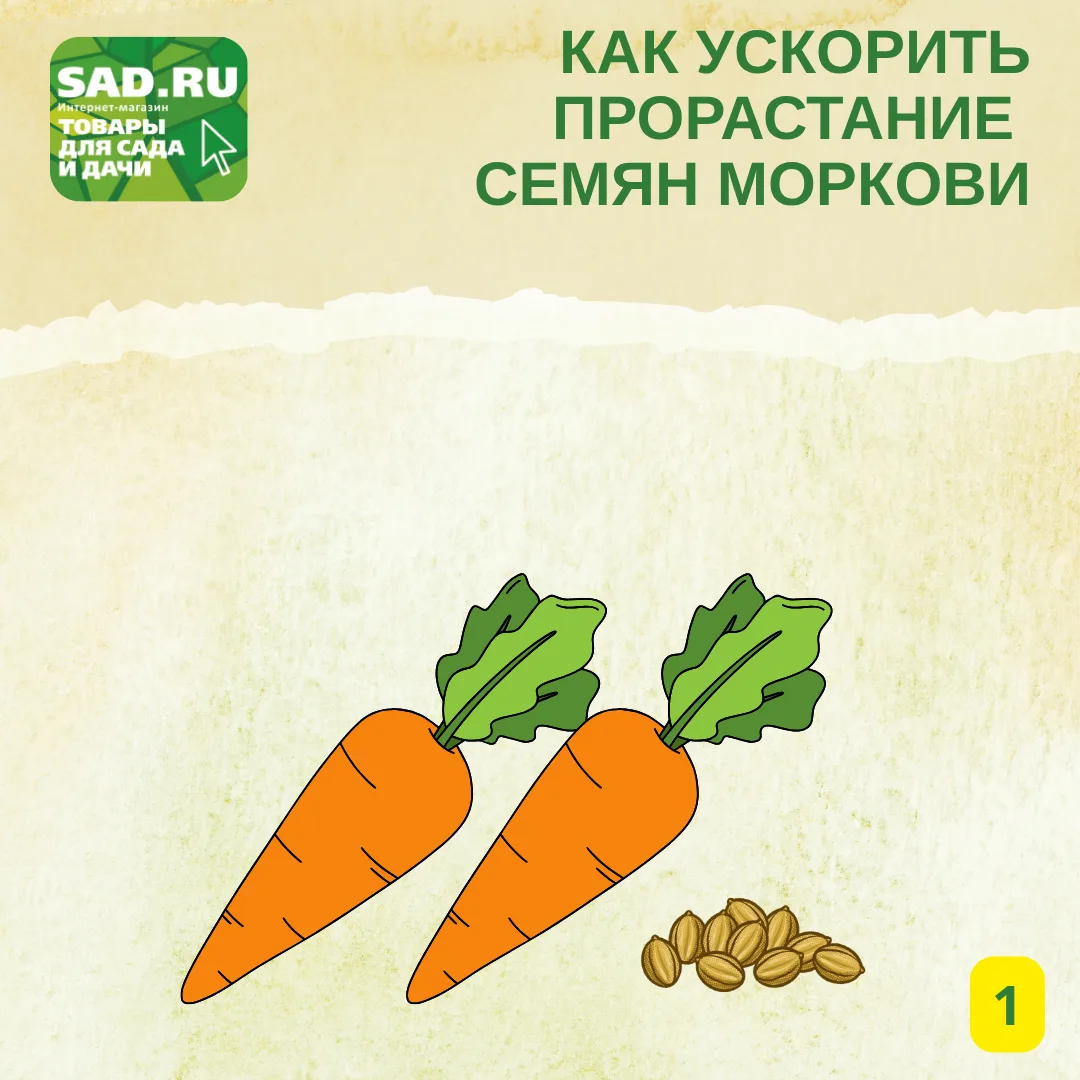 КАК УСКОРИТЬ ПРОРАСТАНИЕ СЕМЯН МОРКОВИ