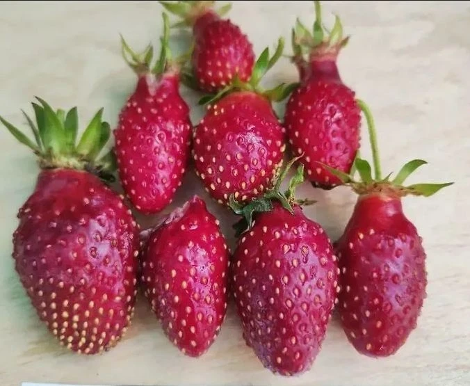 🍓Обзор земклубники🍓