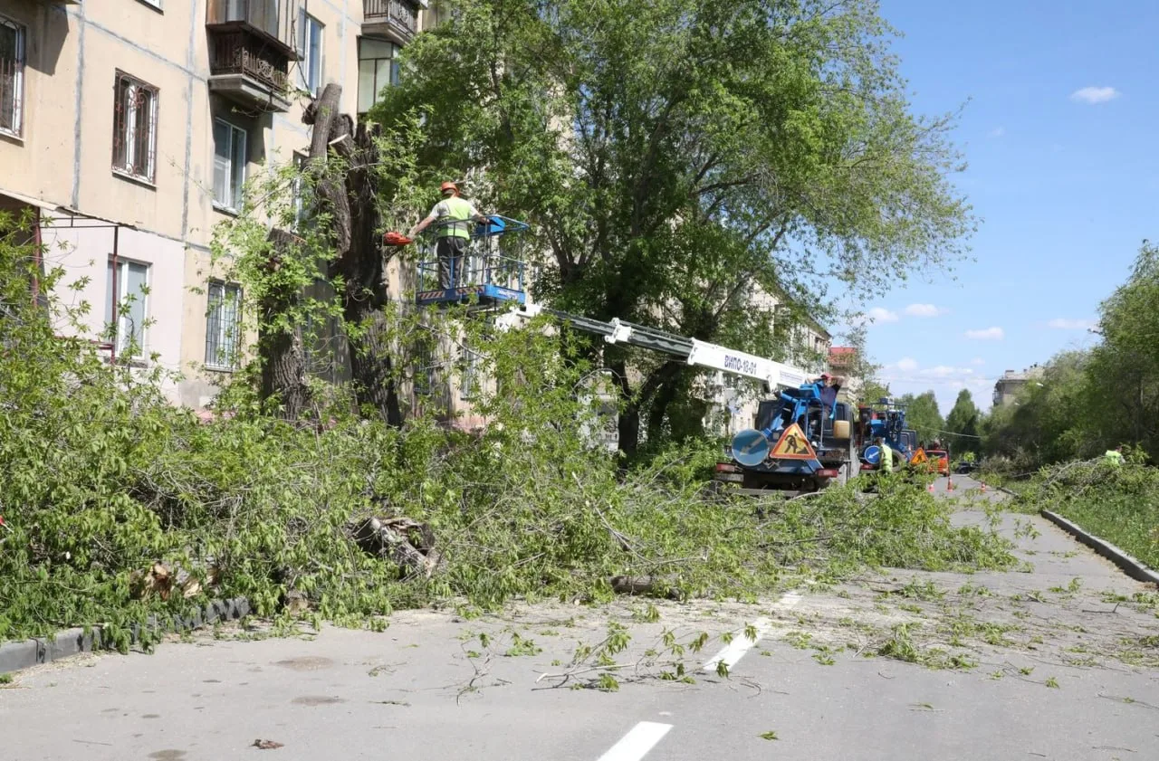 Власти Магнитогорска прокомментировали снос деревьев на улице Ломоносова.  В мэрии пояснили, что нас