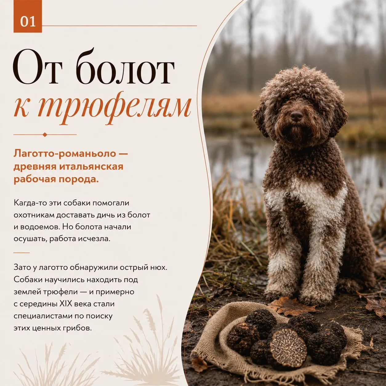 😁Профессиональный нюх, болотное прошлое и любовь к трюфелям. О какой породе идет речь?
