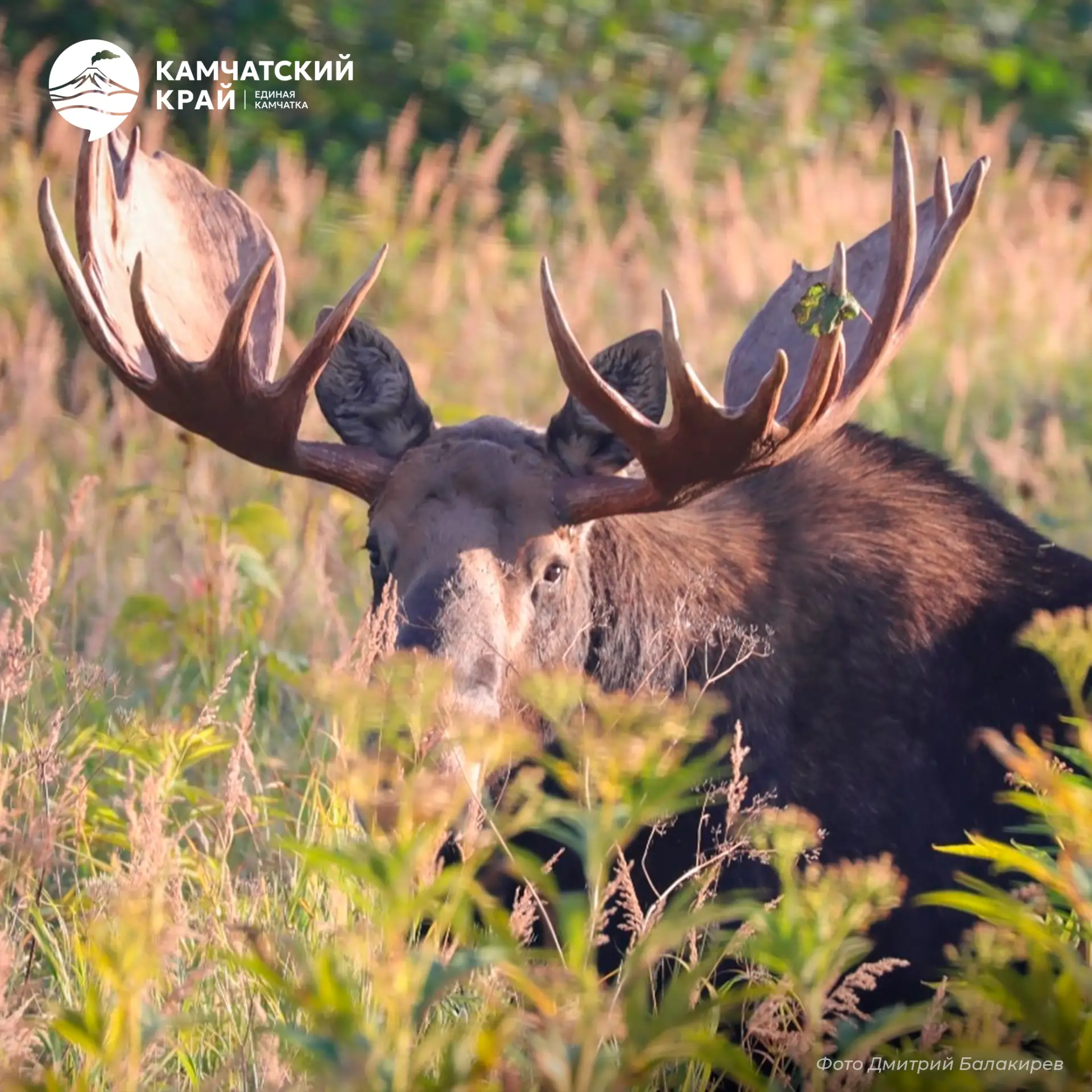🦌 Камчатский лось — лесной великан полуострова

Мощный красавец с массивными рогами и внушительным 