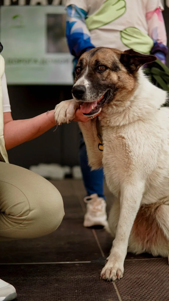 🐕 В парке Маяковского, 23 мая, в парке снова пройдёт фестиваль по пристрою животных «Дорога домой». 