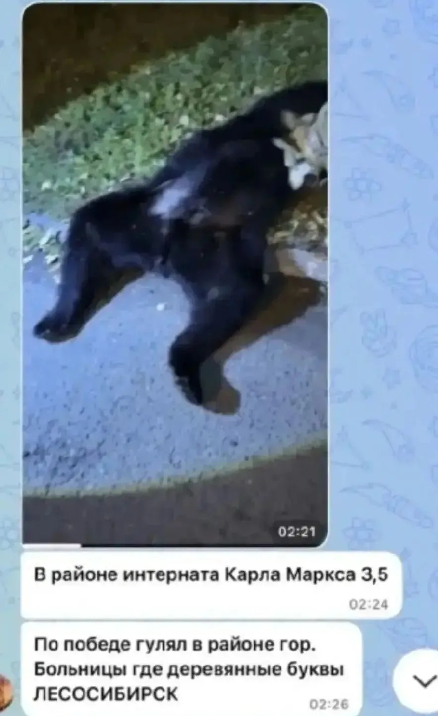 В центре города медведи уже бродят😮