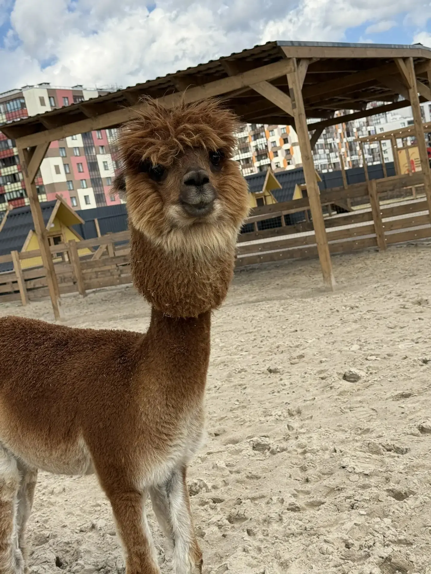 🦙 29 августа открывается первый Парк альпак "Пача мама" в Санкт-Петербурге! Отличная н...